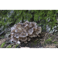 Maitake Mushroom Spore PRINT