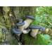 Blue Oyster Mushroom Culture Syringe 