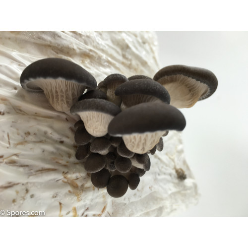 Baby Blue Oyster Pleurotus ostreatus Mushroom Photograph Print