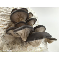 Blue Oyster Mushroom Spore PRINT