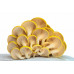 Golden Oyster Mushroom Culture Syringe