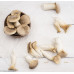 King Oyster Mushroom Culture Syringe