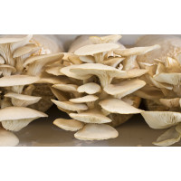 Pearl Oyster Mushroom Culture Syringe