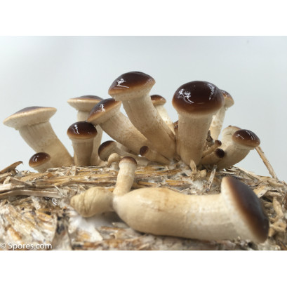 Pioppino Mushroom Culture Syringe 