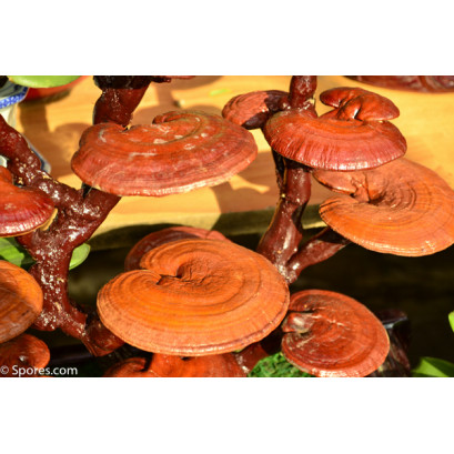 Reishi Mushrooms Culture Syringe