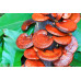 Reishi Mushrooms Spore PRINT