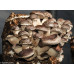Shiitake Mushroom Spore PRINT