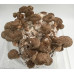 Shiitake Mushroom Culture Syringe 