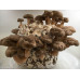 Shiitake Mushroom Spore PRINT